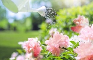 spring gardening tips